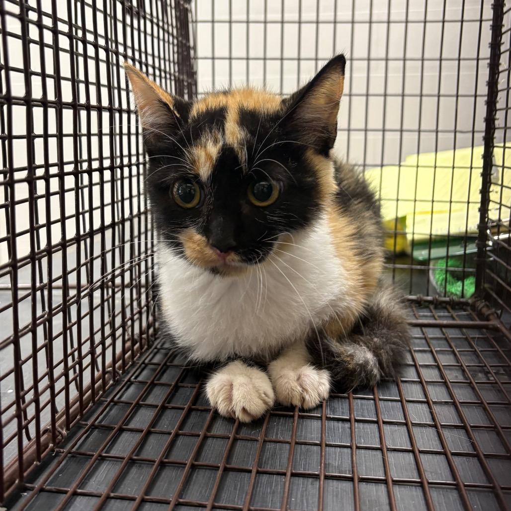 Danika, Adoptable, Kitten Female Domestic Short Hair.