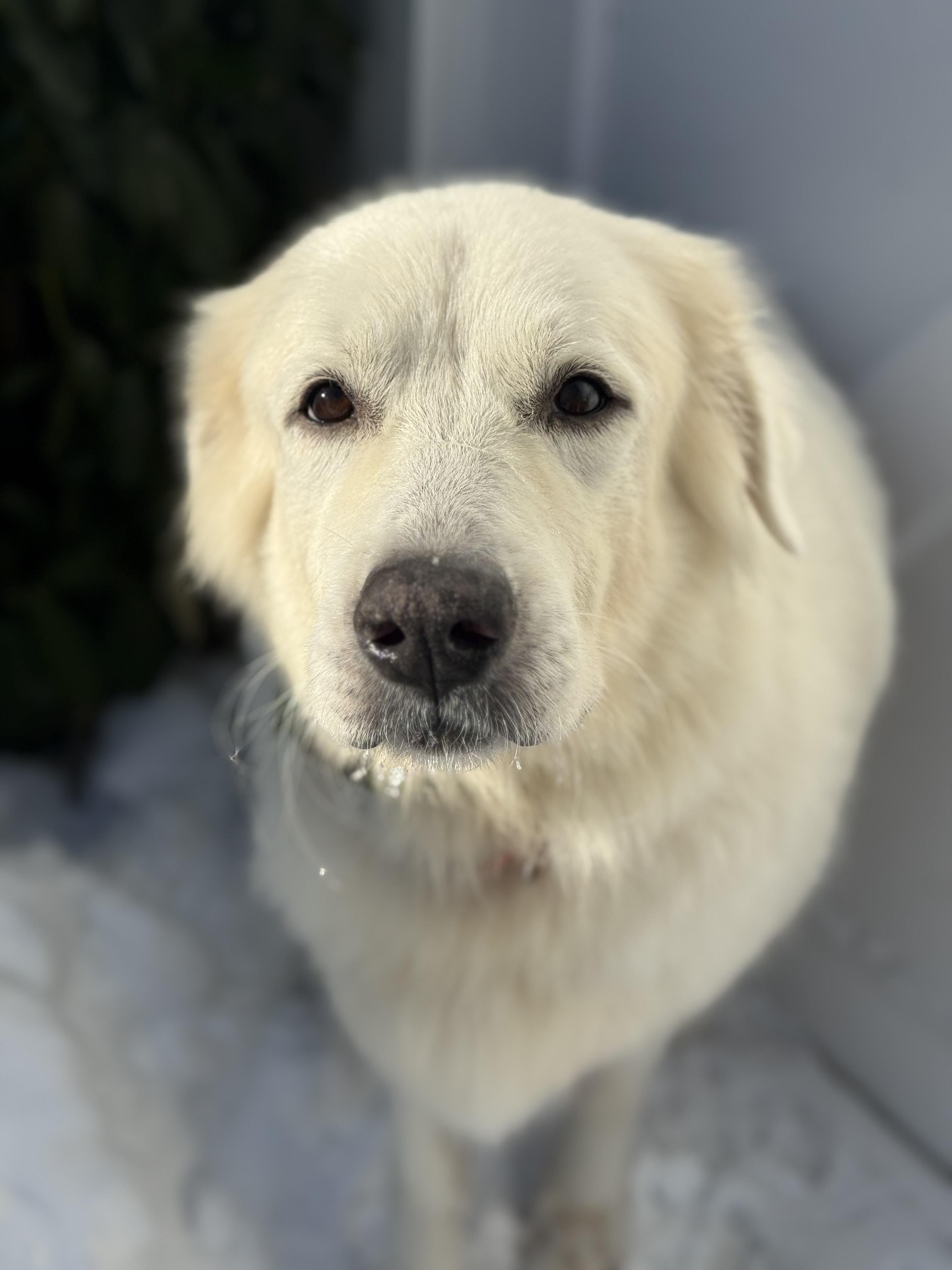 Luna , ADOPTABLE, Adult Female Great Pyrenees.