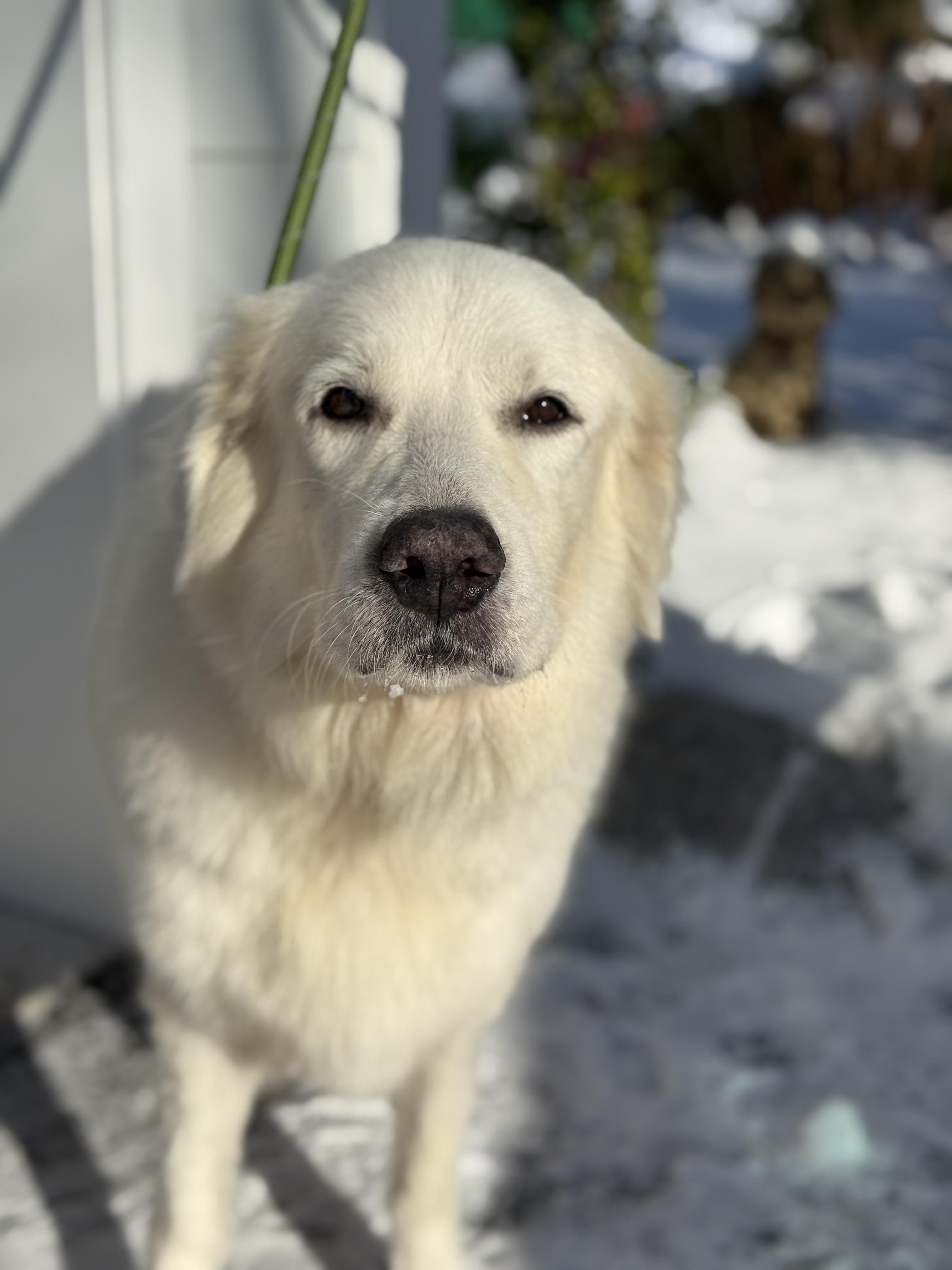 Enlarge Luna , a ADOPTABLE Great Pyrenees in Mendham, NJ image 3/3