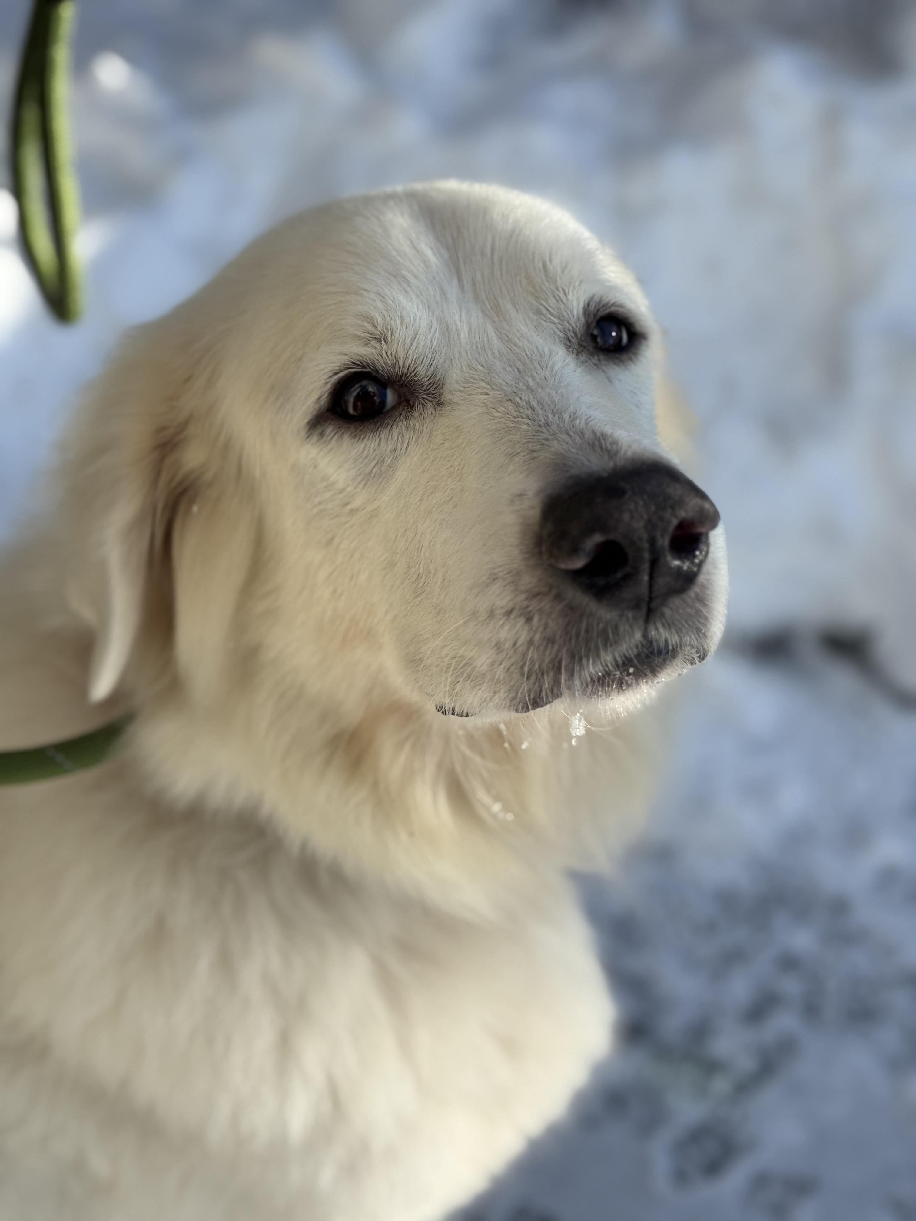 Enlarge Luna , a ADOPTABLE Great Pyrenees in Mendham, NJ image 2/3