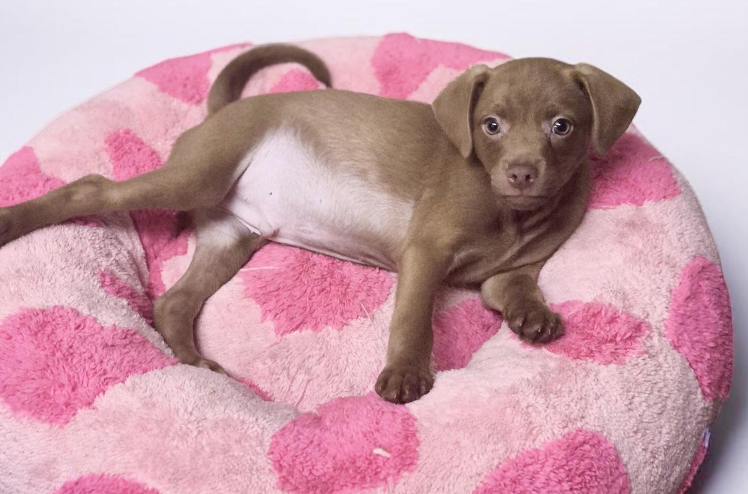 Powder Puff, ADOPTABLE, Puppy Male Chihuahua & Chug.
