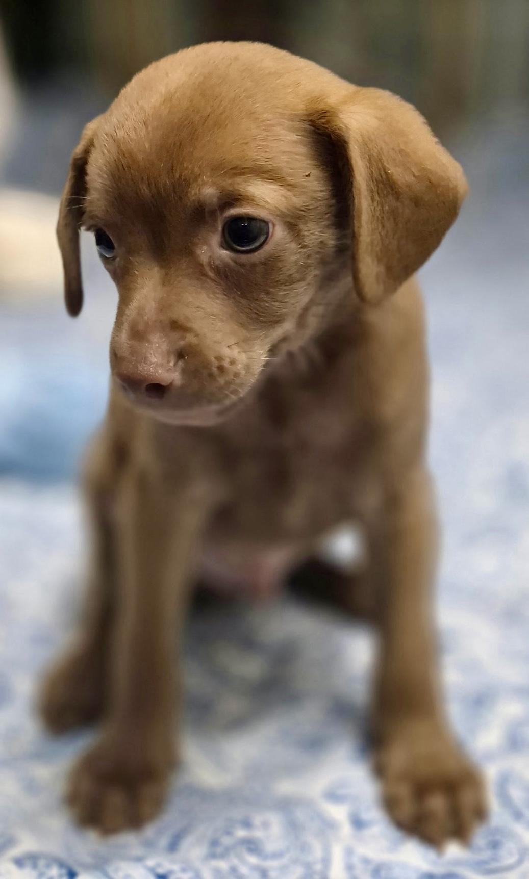 Enlarge Powder Puff, a ADOPTABLE mixed breed in Los Angeles, CA image 3/3