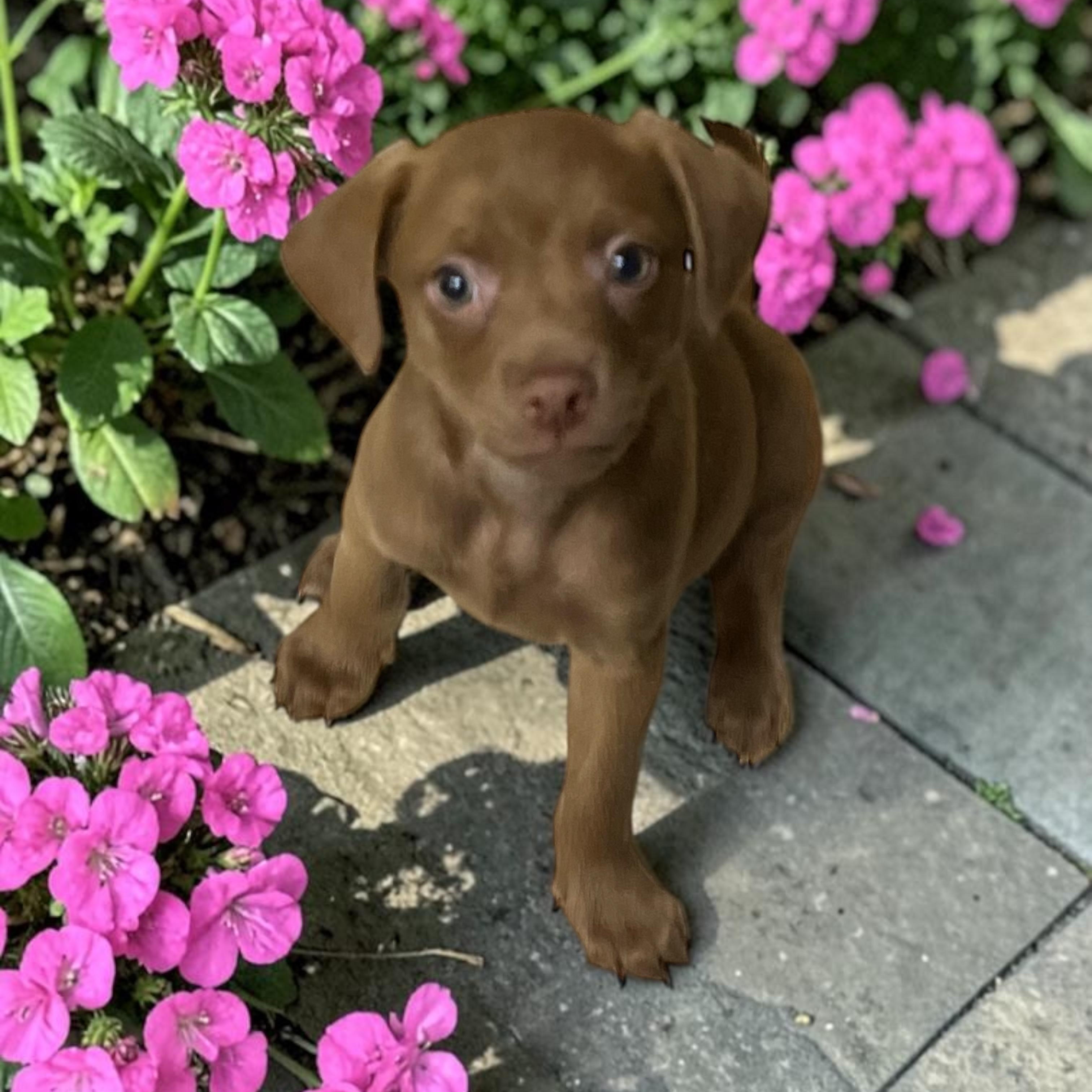 Enlarge Powder Puff, a ADOPTABLE mixed breed in Los Angeles, CA image 1/3