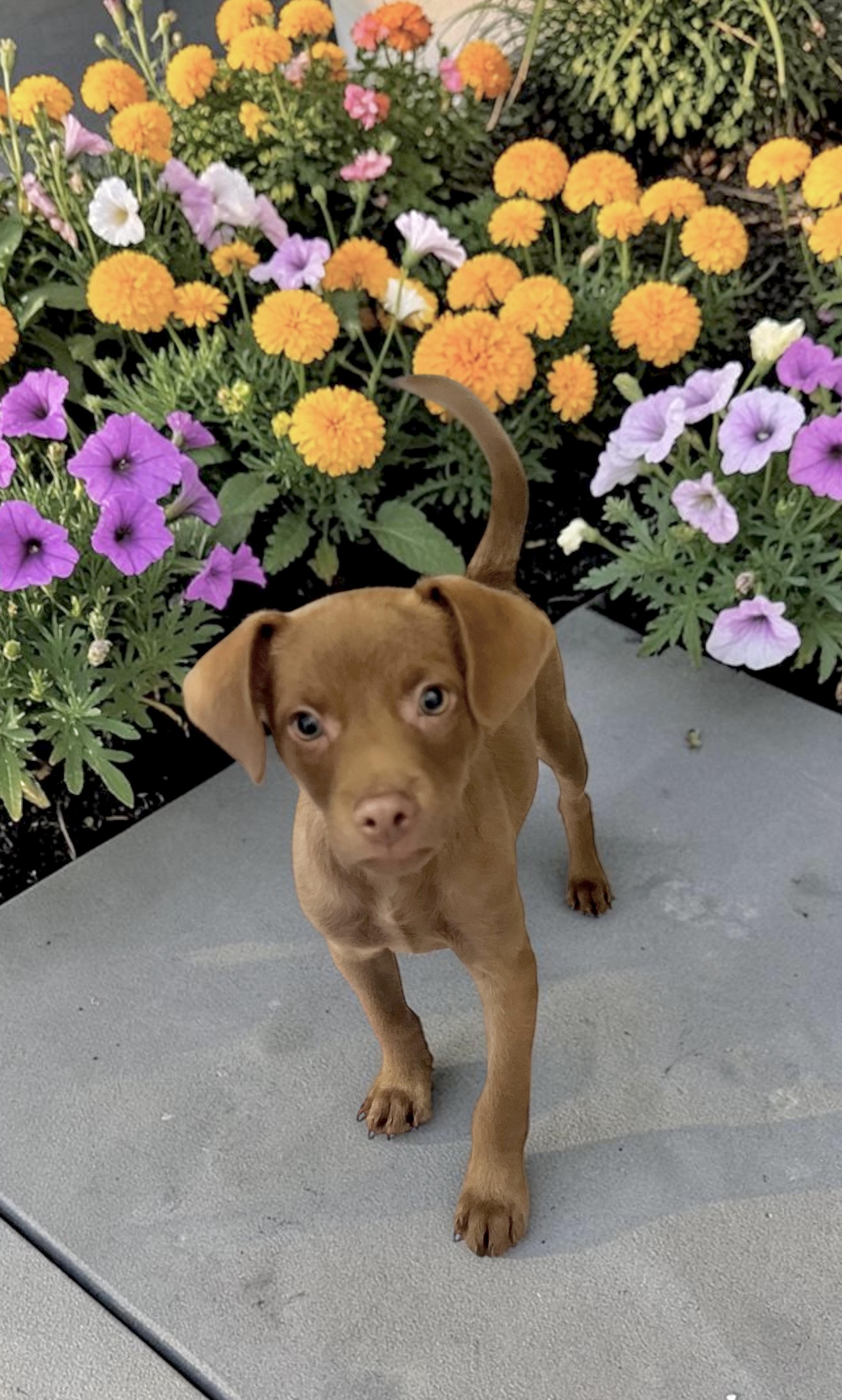 Powder Puff, an adopted mixed breed in Los Angeles, CA image 2/4
