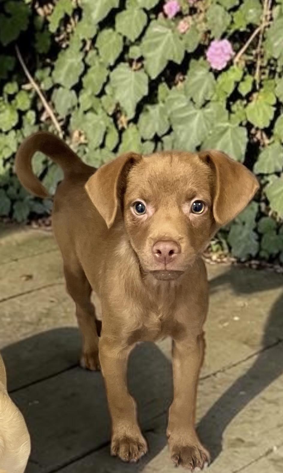 Powder Puff, ADOPTABLE, Puppy Male Chihuahua & Chug.