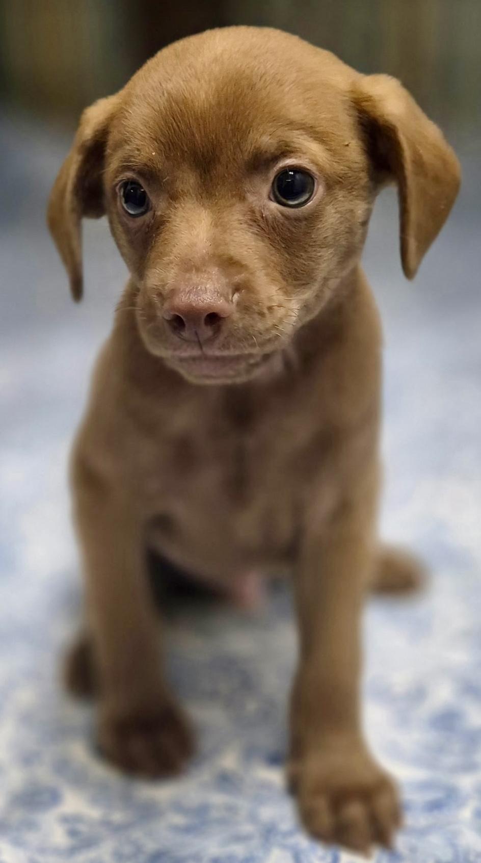 Enlarge Powder Puff, a ADOPTABLE mixed breed in Los Angeles, CA image 2/3