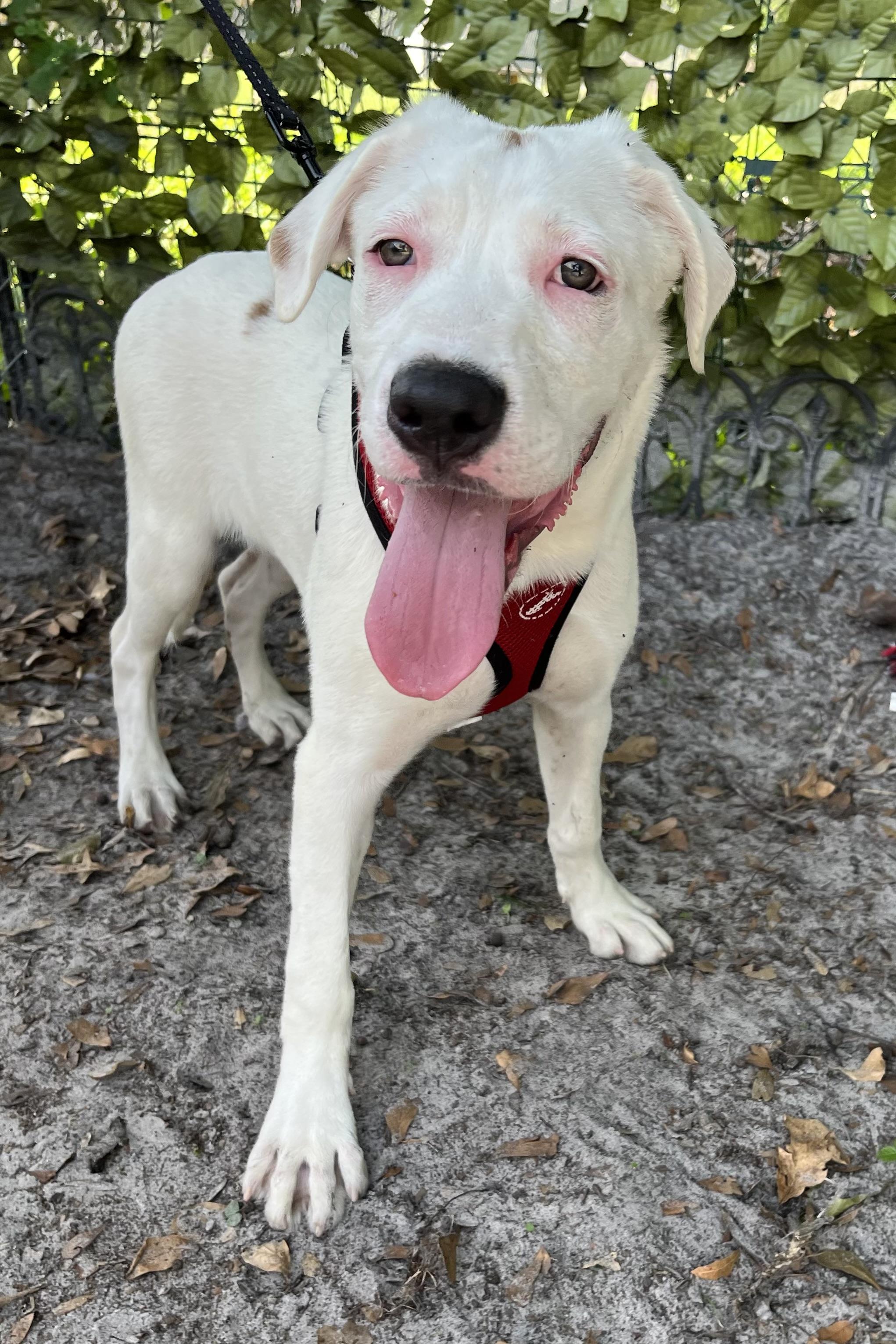 Drew, a Adoptable mixed breed in Plant City, FL image 4/4