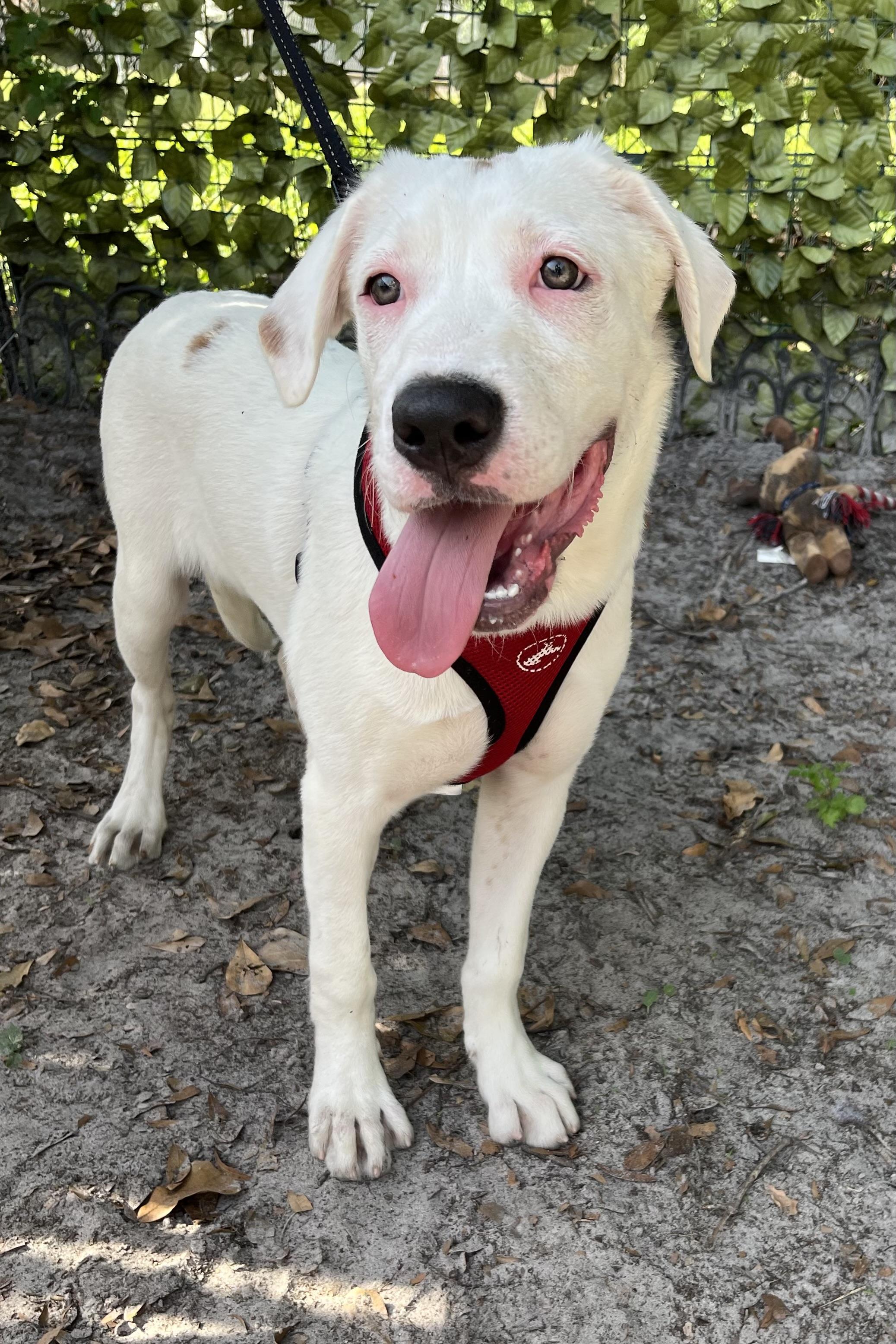 Drew, a Adoptable mixed breed in Plant City, FL image 3/4