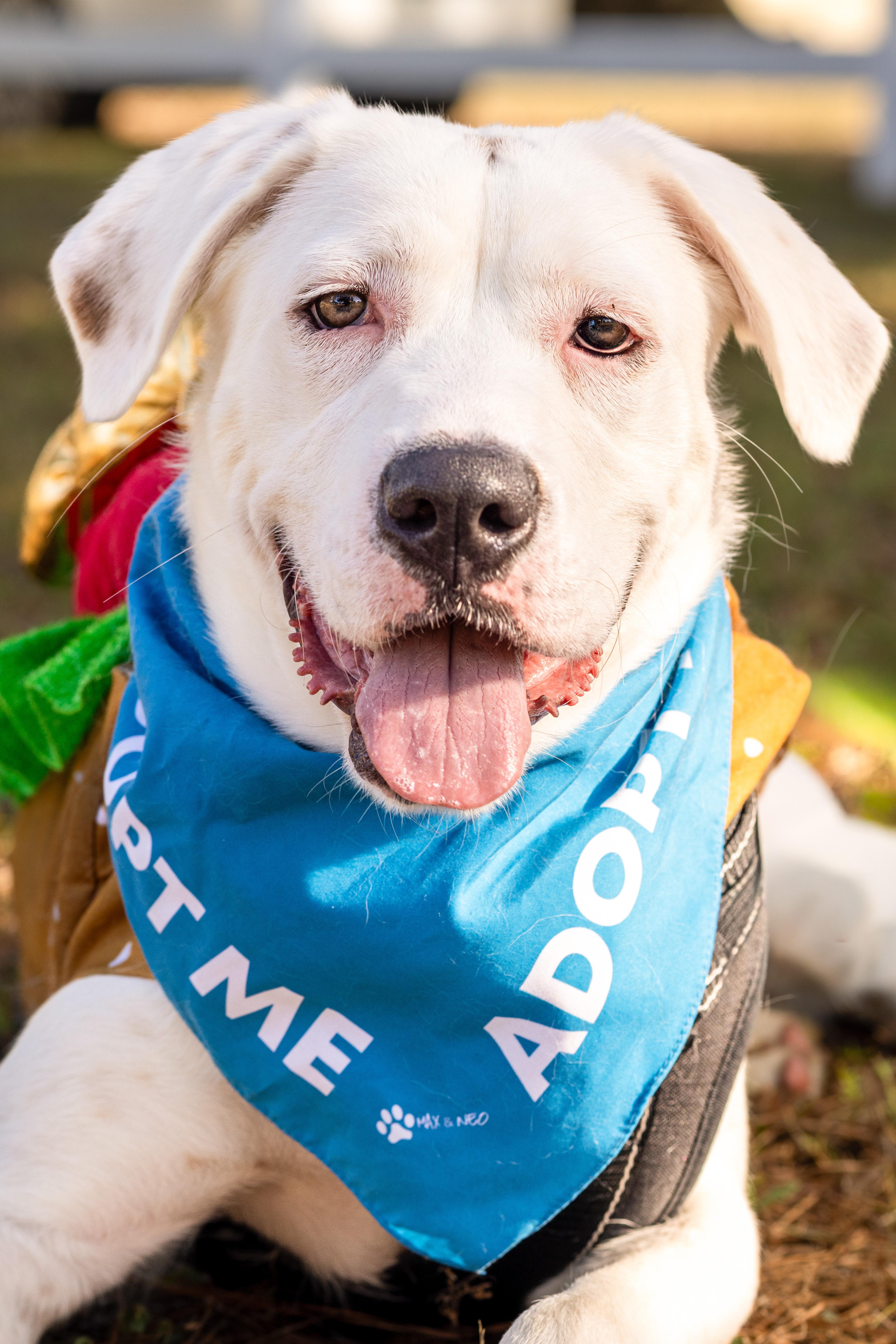 Drew, a Adoptable mixed breed in Plant City, FL image 1/4