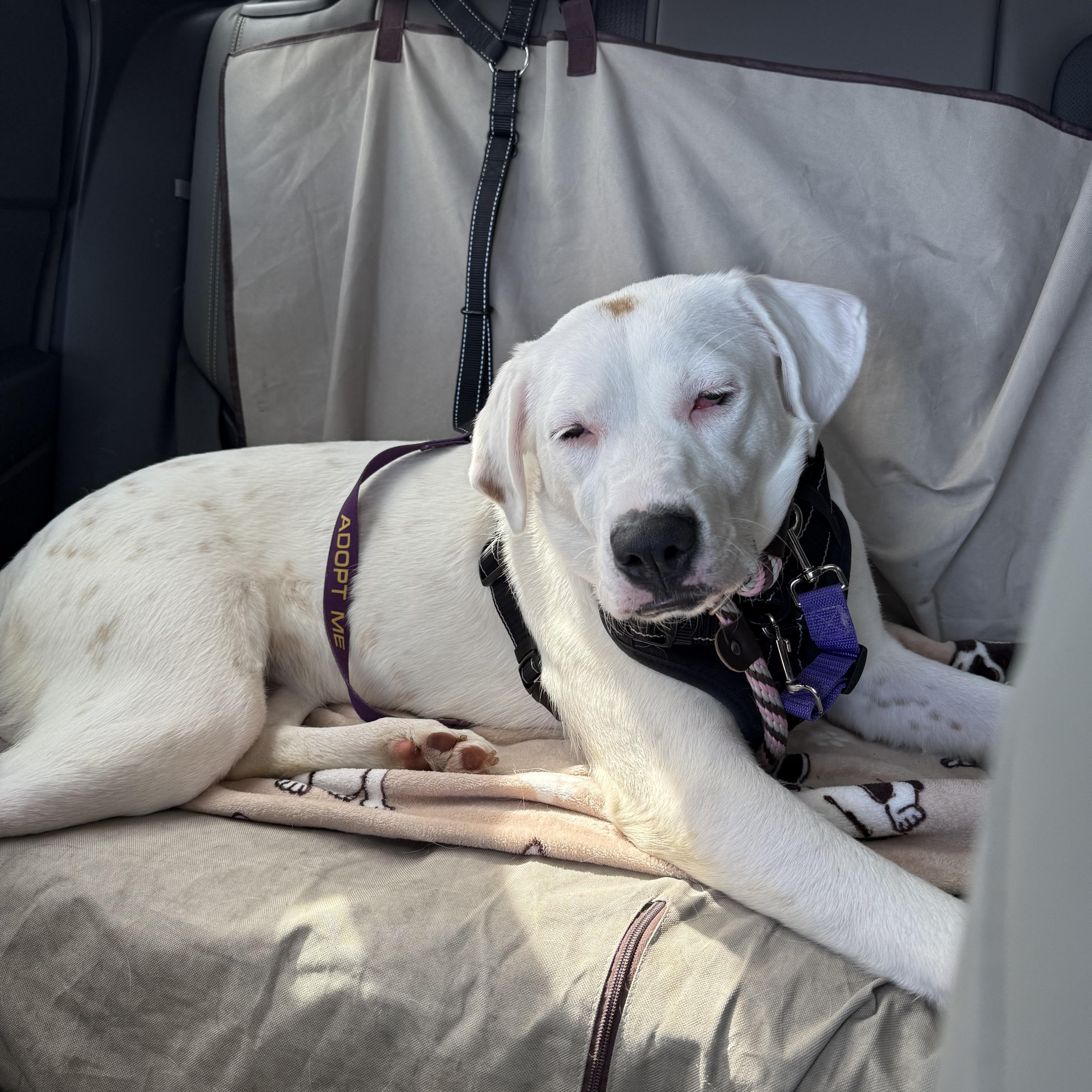 Drew, a Adoptable mixed breed in Plant City, FL image 2/4