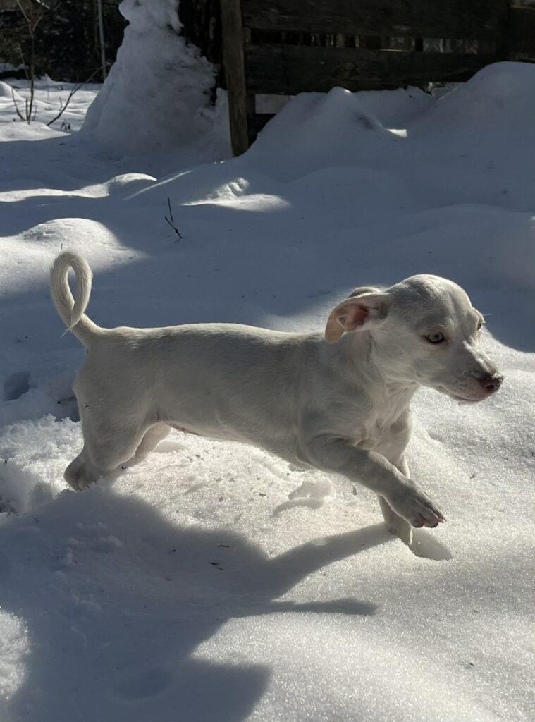 Enlarge Chloe, a ADOPTABLE mixed breed in Red Hook, NY image 3/6