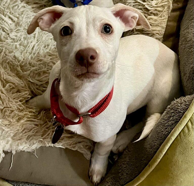 Enlarge Chloe, a ADOPTABLE mixed breed in Red Hook, NY image 5/6