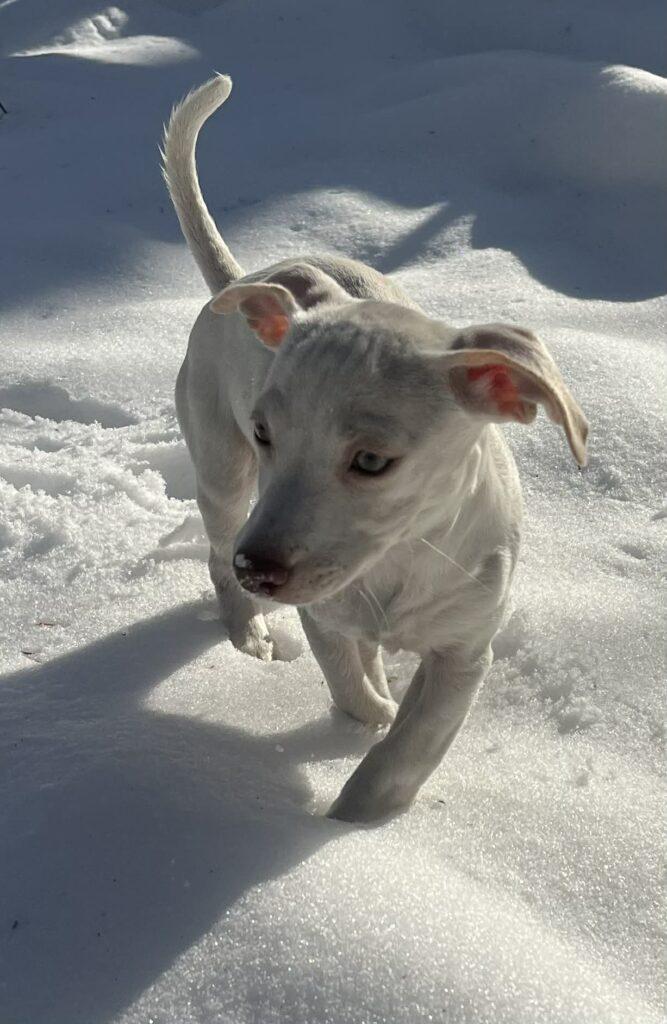 Enlarge Chloe, a ADOPTABLE mixed breed in Red Hook, NY image 4/6