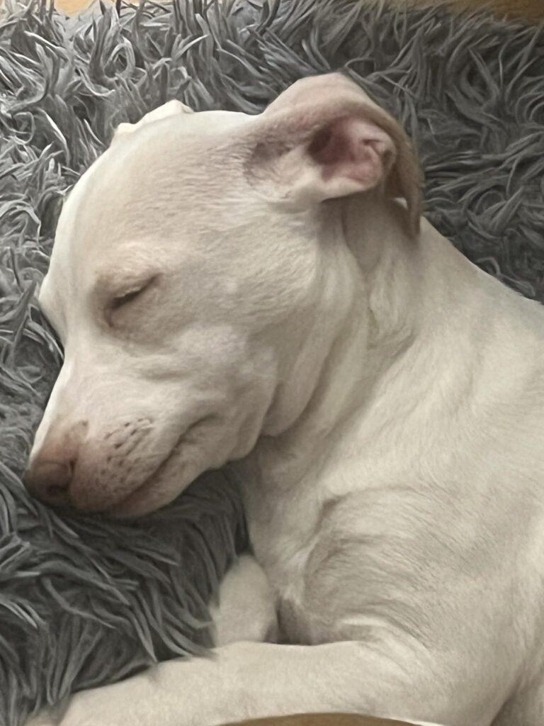 Chloe, ADOPTABLE, Puppy Female Chihuahua.