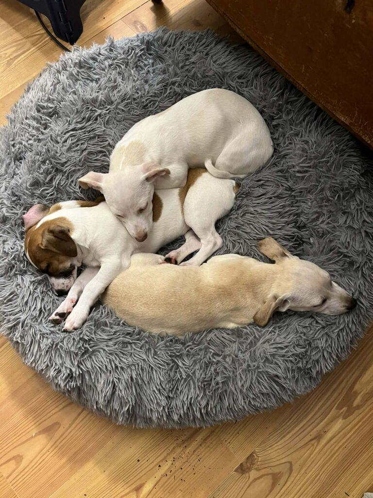 Enlarge Chloe, a ADOPTABLE mixed breed in Red Hook, NY image 2/6