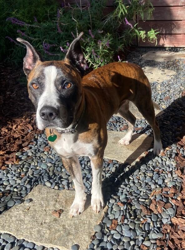 Dexter, Adoptable, Adult Male Pit Bull Terrier & Mixed Breed.