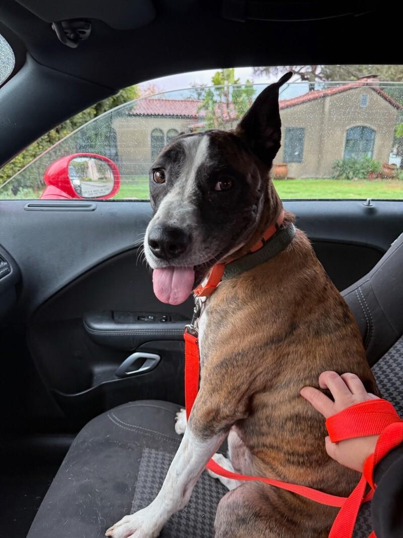 Enlarge Dexter, a Adoptable mixed breed in Van Nuys, CA image 2/4