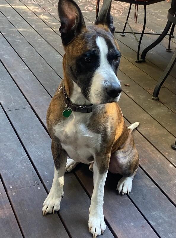 Enlarge Dexter, a Adoptable mixed breed in Van Nuys, CA image 4/4