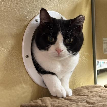 Enlarge Chloe, a Adoptable Domestic Short Hair in Elk Grove Village, IL image 1/3