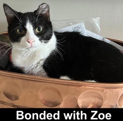 Chloe, a Adoptable Domestic Short Hair in Elk Grove Village, IL image 2/3