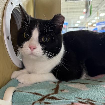 Enlarge Chloe, a Adoptable Domestic Short Hair in Elk Grove Village, IL image 2/3