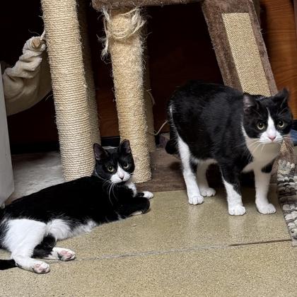 Enlarge Chloe, a Adoptable Domestic Short Hair in Elk Grove Village, IL image 3/3