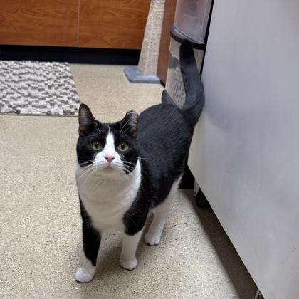 Chloe, a Adoptable Domestic Short Hair in Elk Grove Village, IL image 3/3