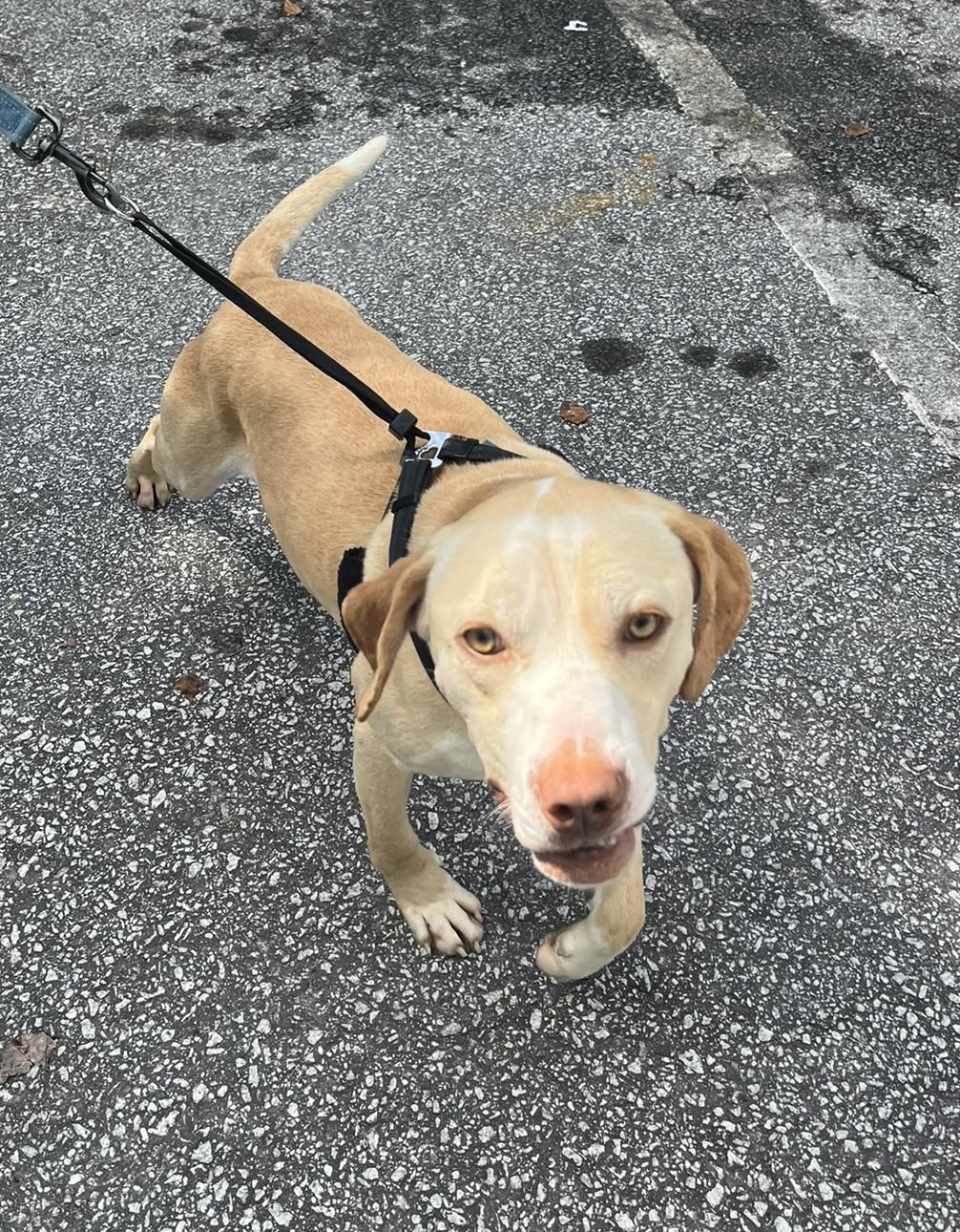Enlarge Miller, an adopted mixed breed in Cashiers, NC image 2/3