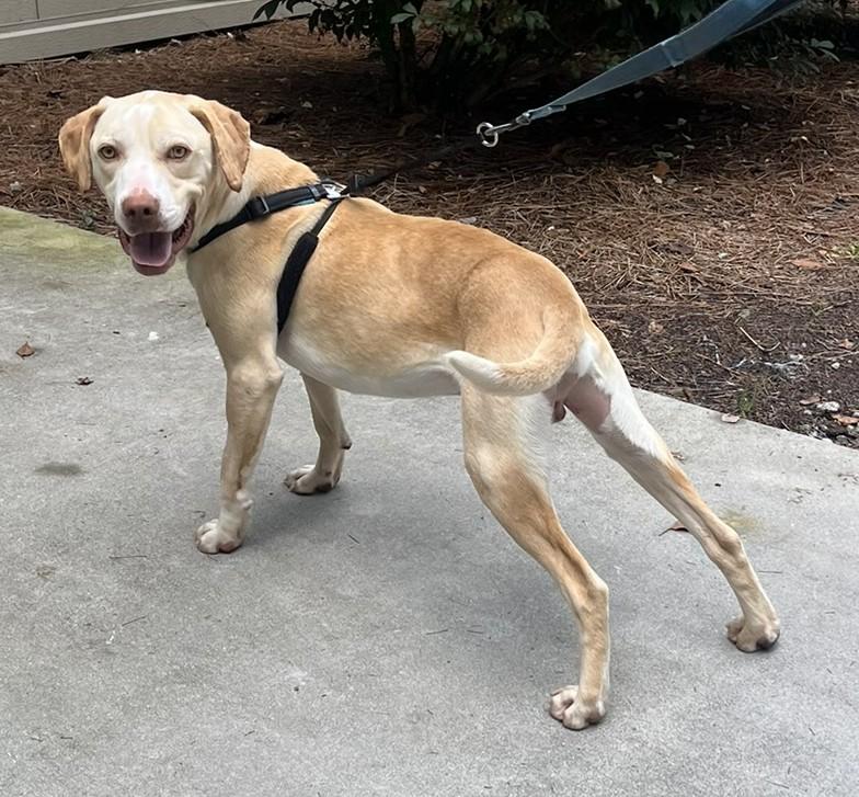 Miller, adopted, Young Male Labrador Retriever.