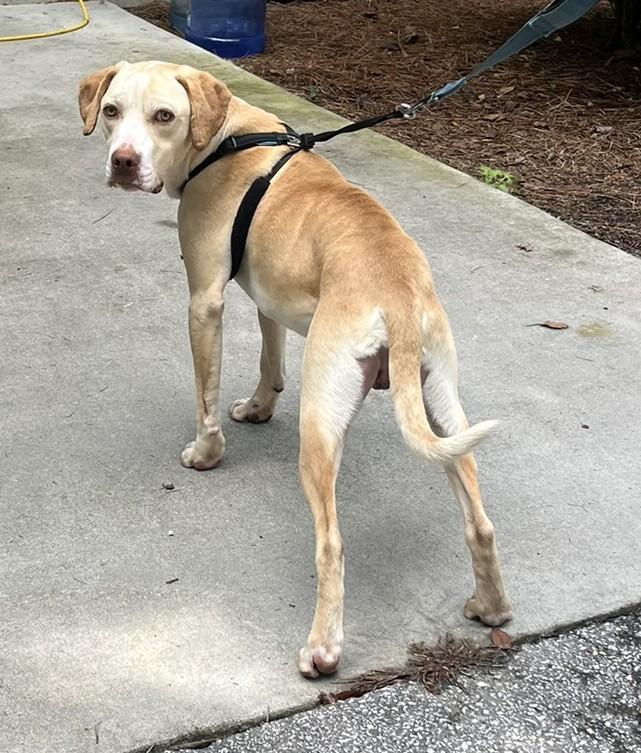 Enlarge Miller, an adopted mixed breed in Cashiers, NC image 3/3