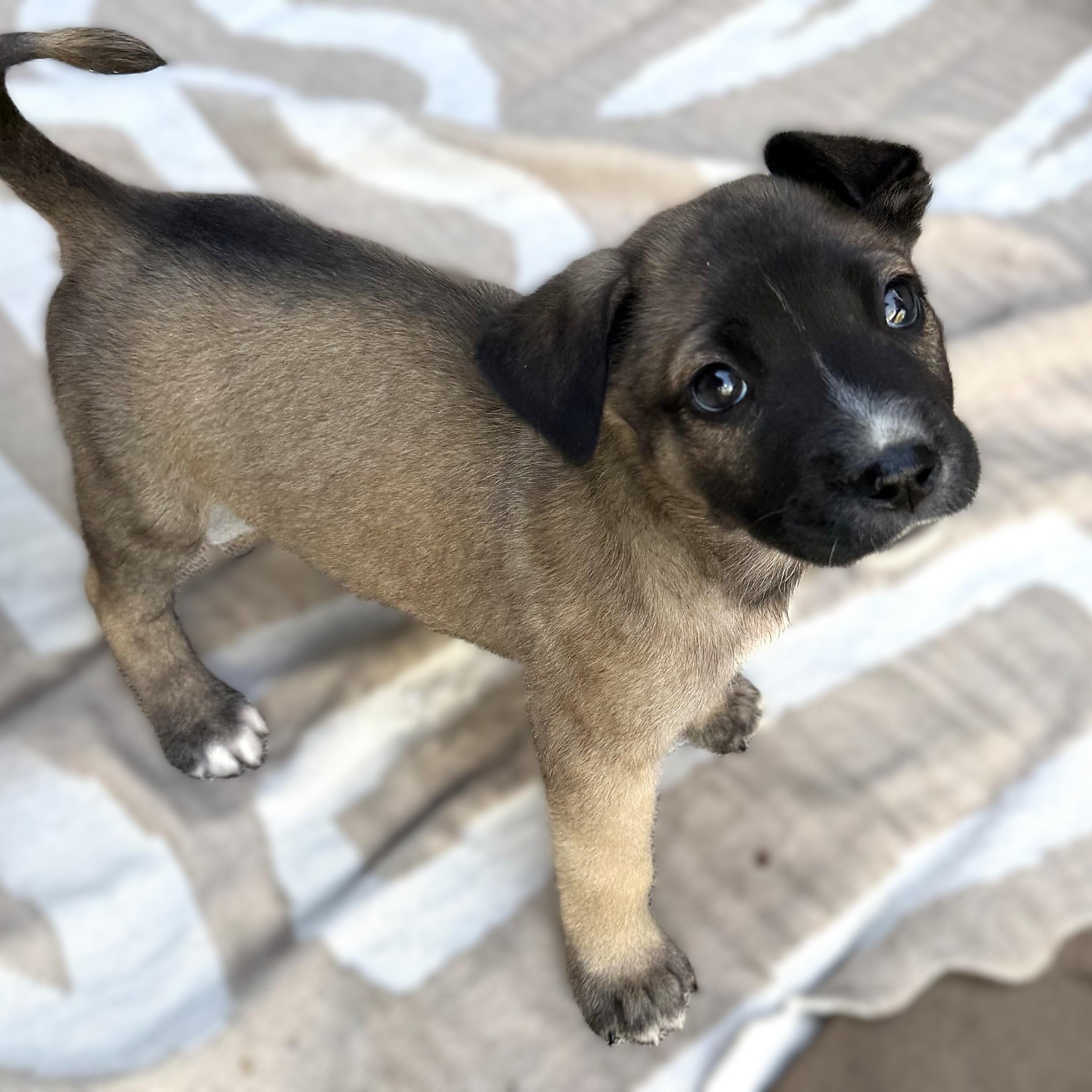 Enlarge Woody, a Adoptable mixed breed in Austin, TX image 4/5