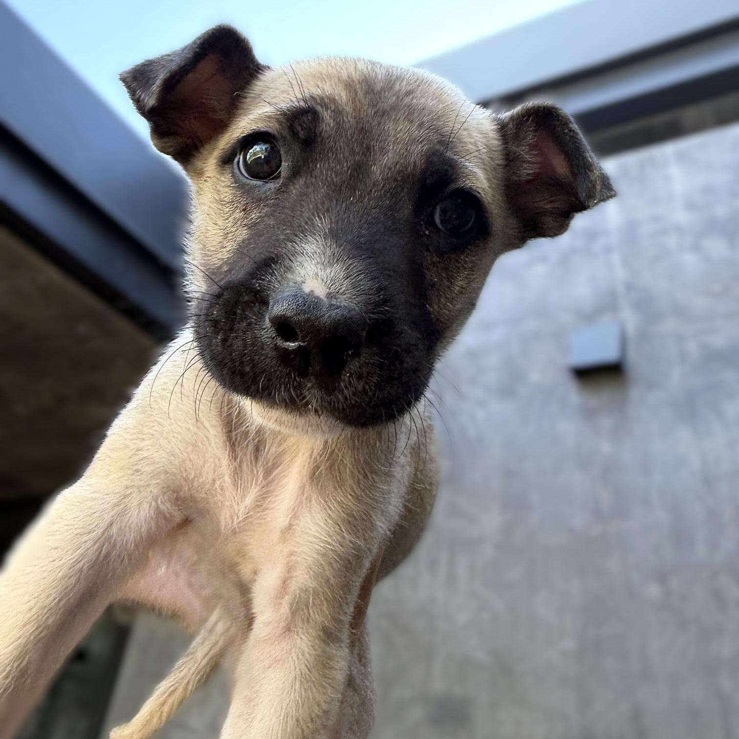 Enlarge Woody, a Adoptable mixed breed in Austin, TX image 5/5