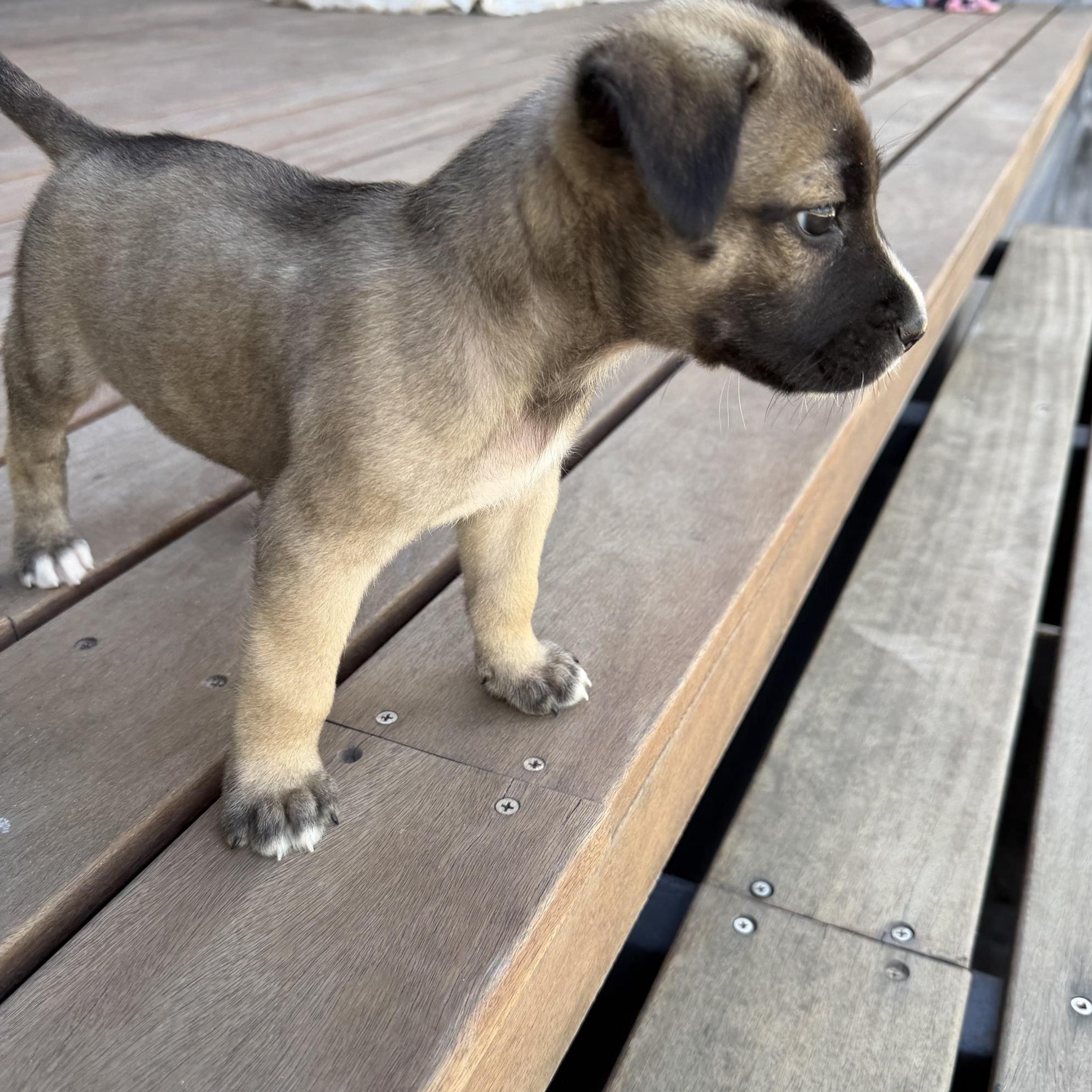 Enlarge Woody, a Adoptable mixed breed in Austin, TX image 3/5