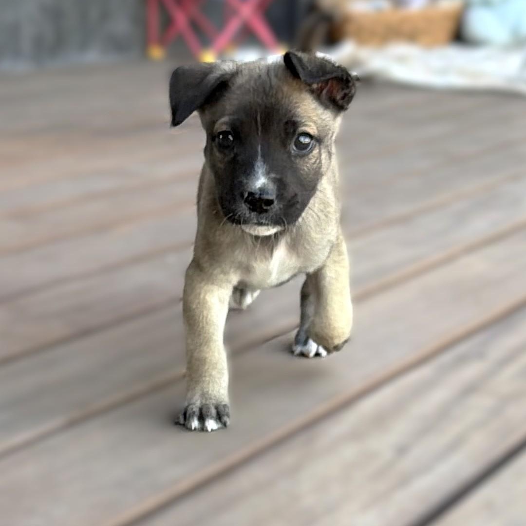 Enlarge Woody, a Adoptable mixed breed in Austin, TX image 2/5