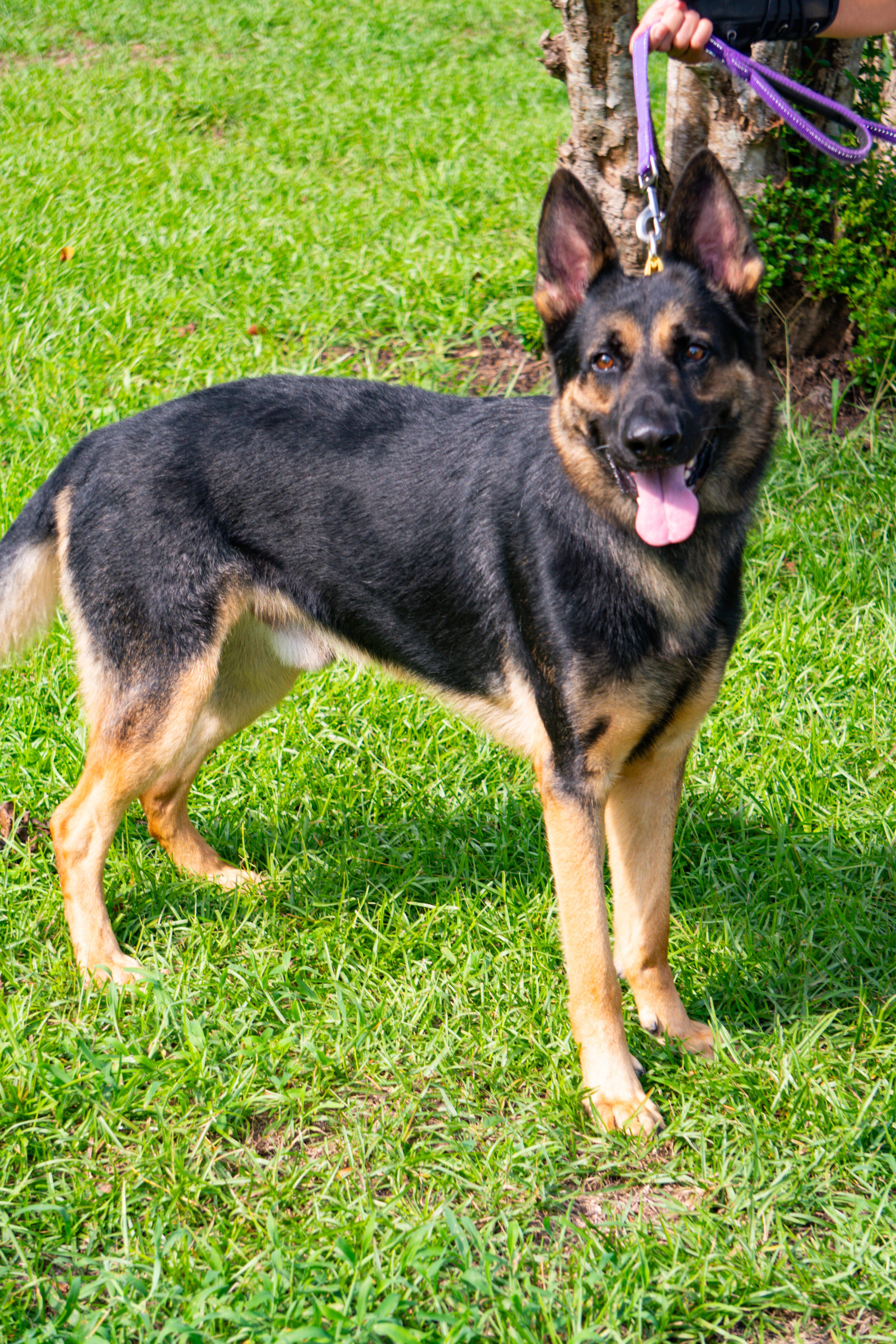 Zeke, ADOPTABLE, Young Male German Shepherd Dog.
