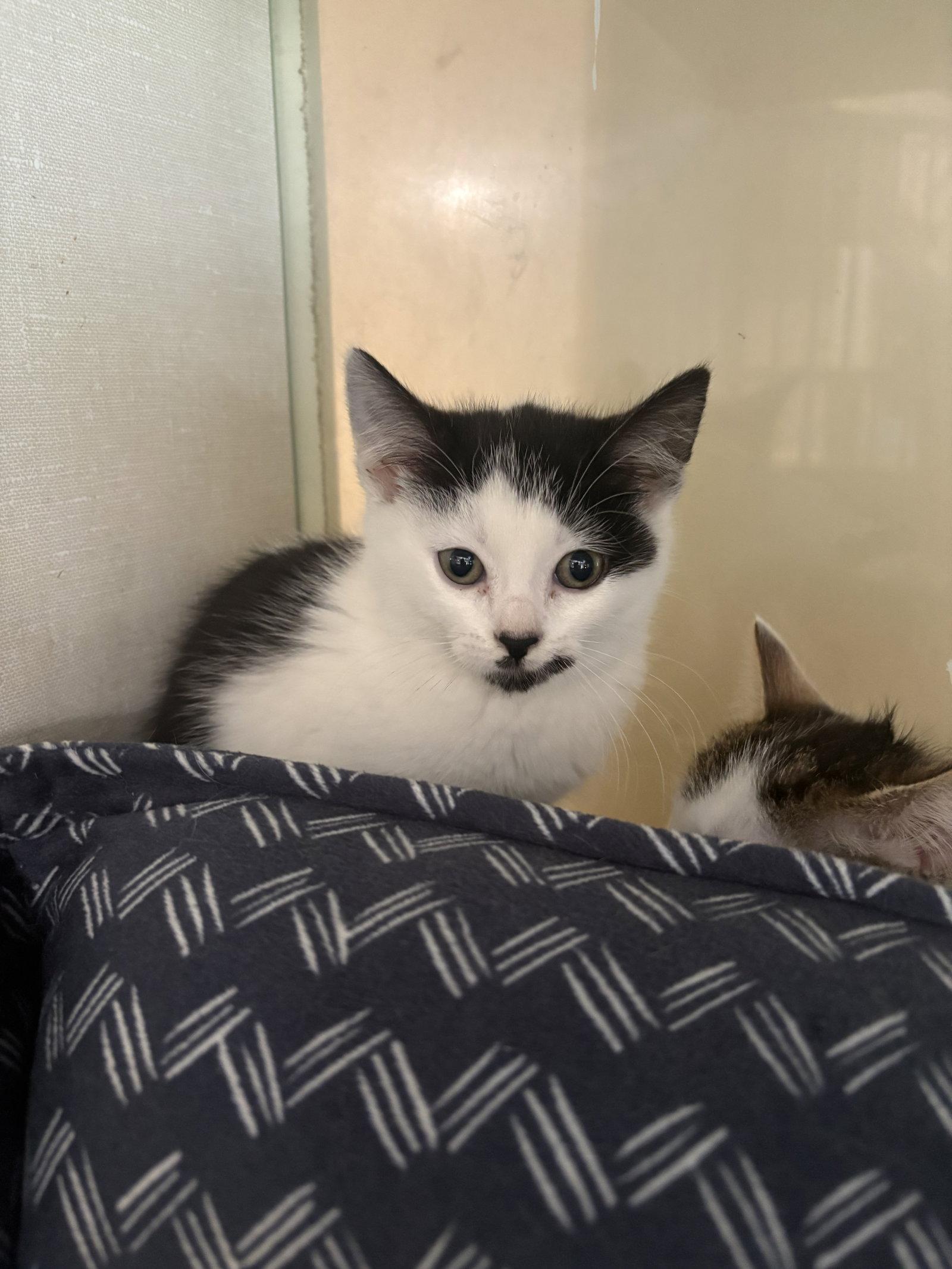 Licorice, Adoptable, Kitten Female Domestic Short Hair.