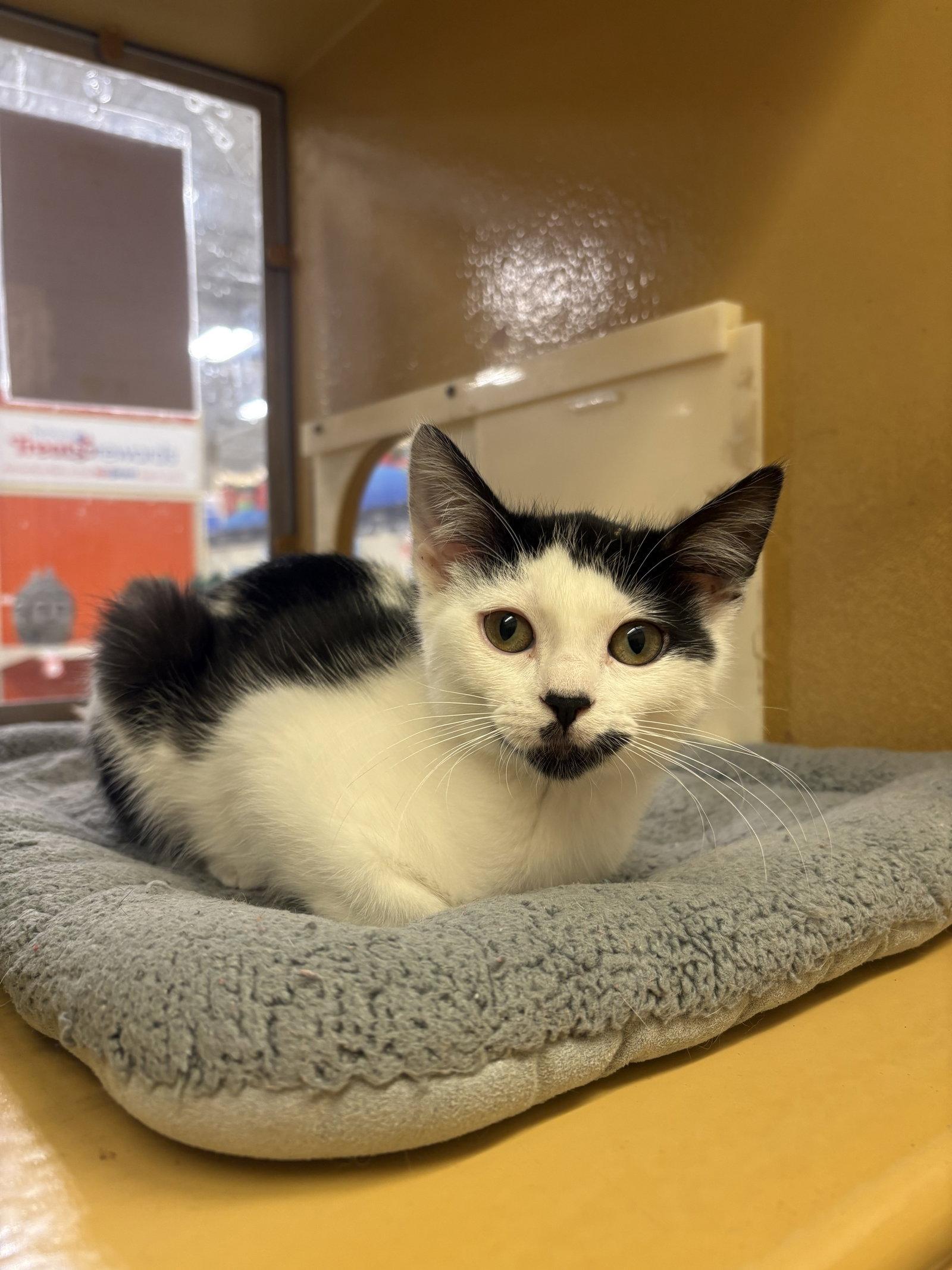 Enlarge Licorice, a Adoptable Domestic Short Hair in Yardley, PA image 1/3