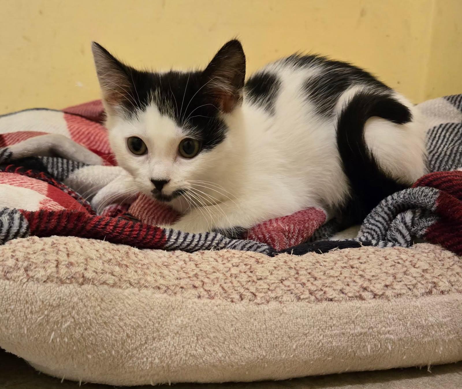 Licorice, a Adoptable Domestic Short Hair in Yardley, PA image 1/3