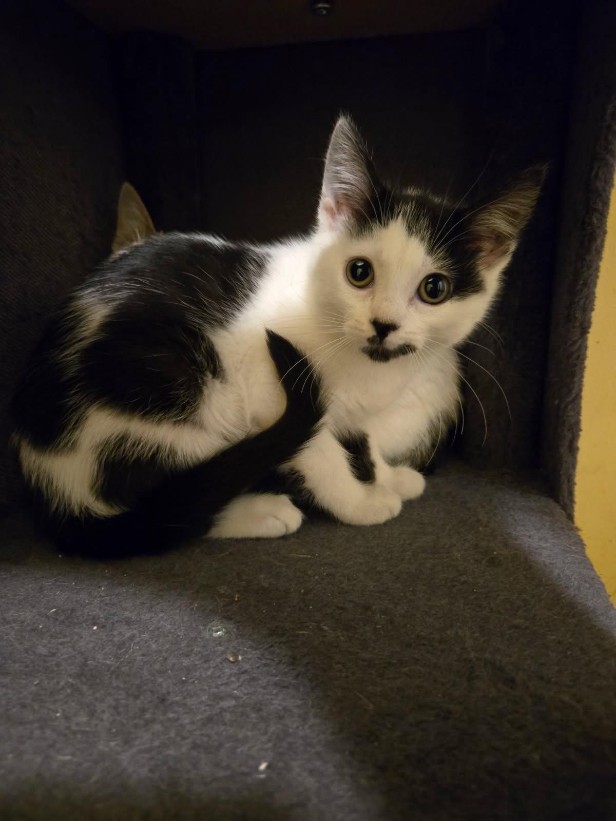 Licorice, a Adoptable Domestic Short Hair in Yardley, PA image 2/3