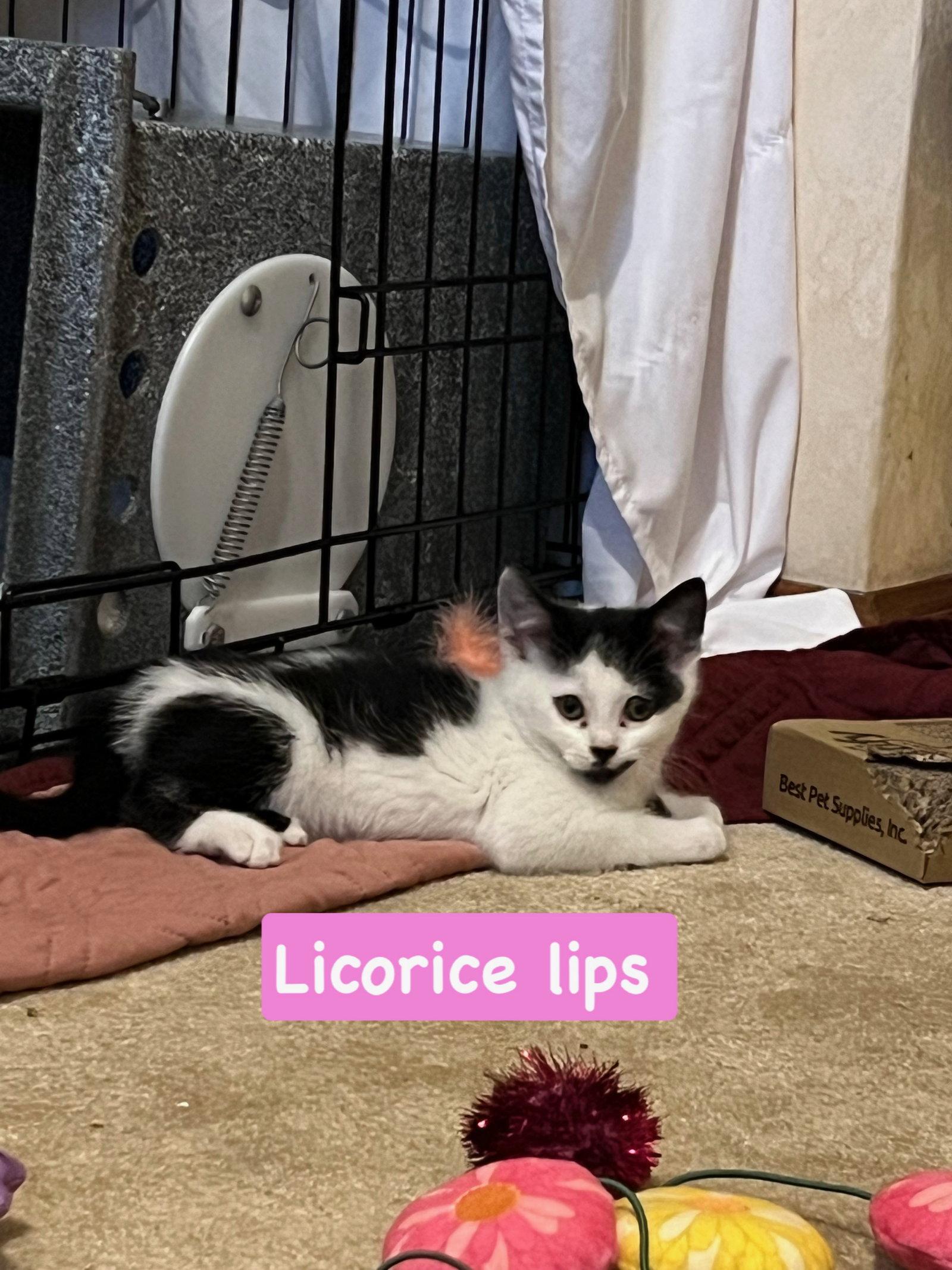 Licorice, a Adoptable Domestic Short Hair in Yardley, PA image 3/3