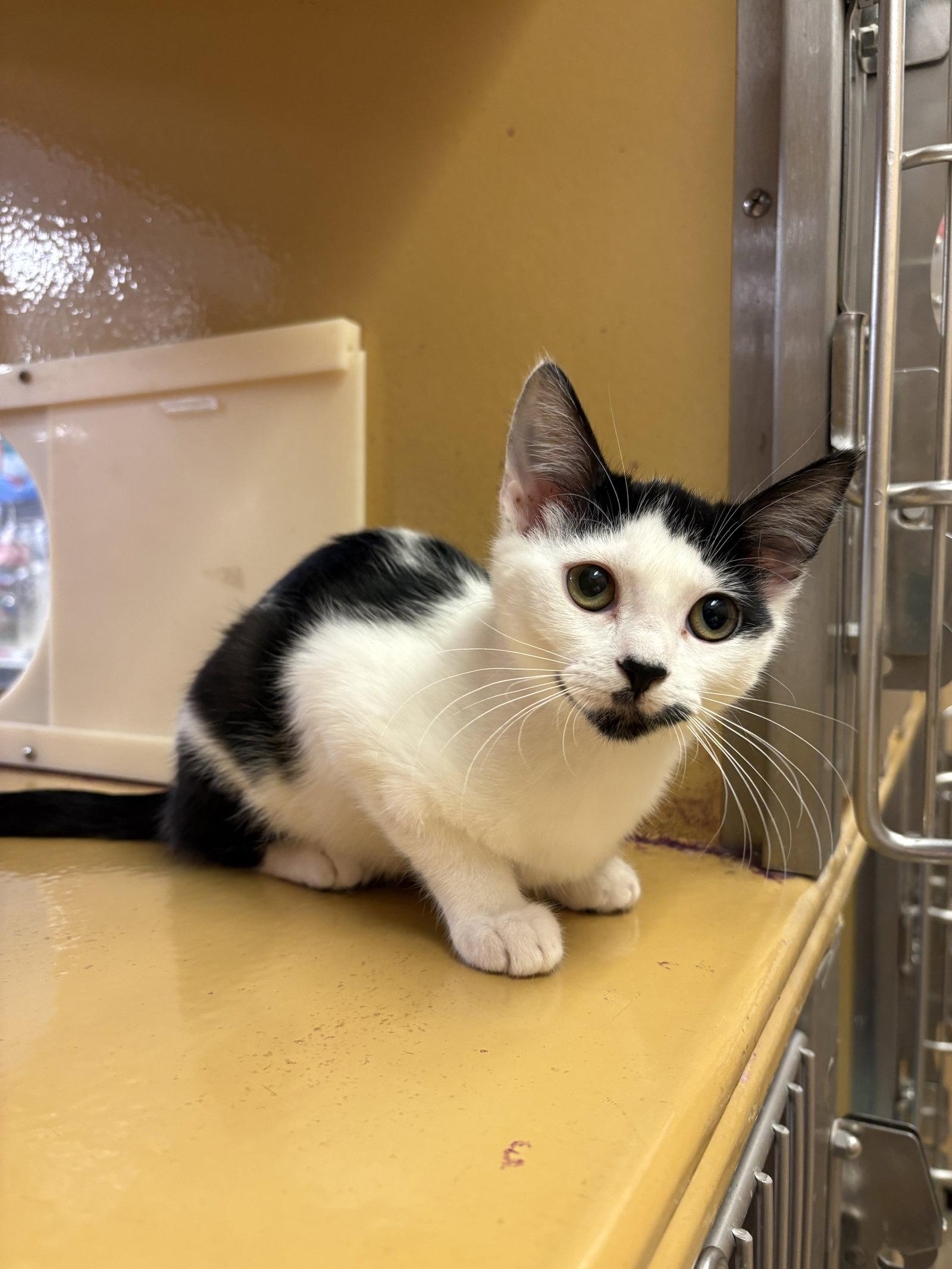 Enlarge Licorice, a Adoptable Domestic Short Hair in Yardley, PA image 3/3