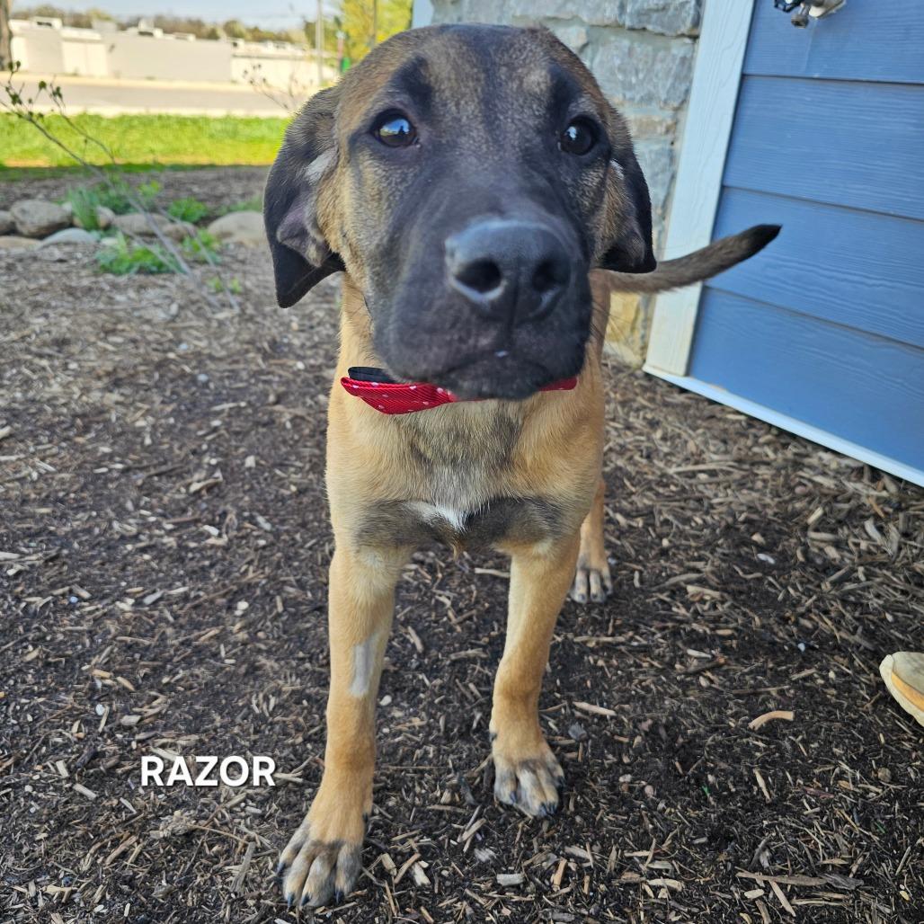 Razor, Adoptable, Young Male Mixed Breed & Mixed Breed.