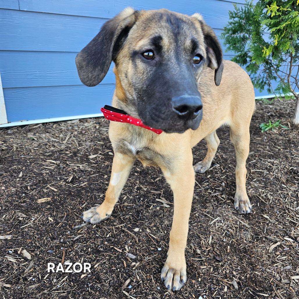 Enlarge Razor, a Adoptable mixed breed in Madisonville, TN image 2/2