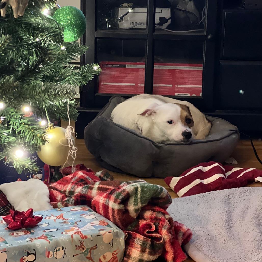 Cranberry Sauce thumbnail 2