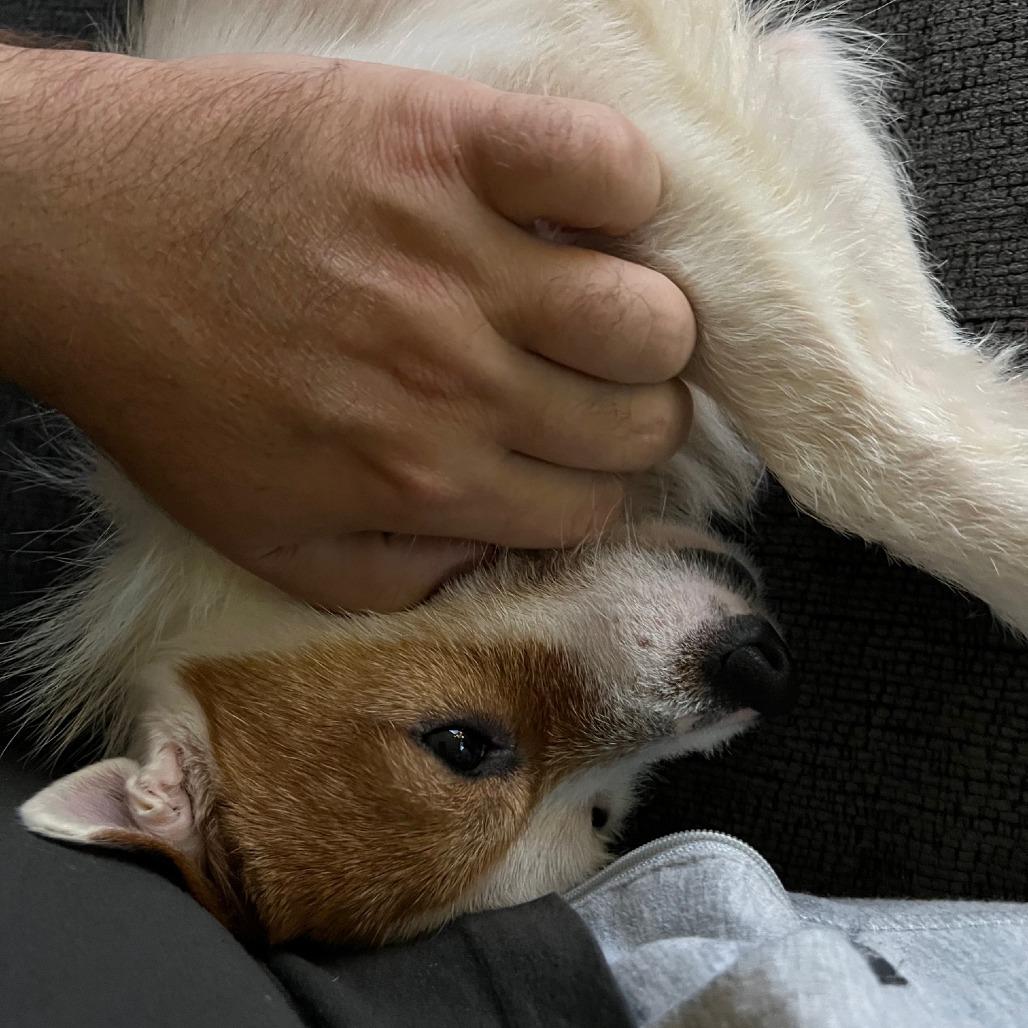 Cranberry Sauce thumbnail 3