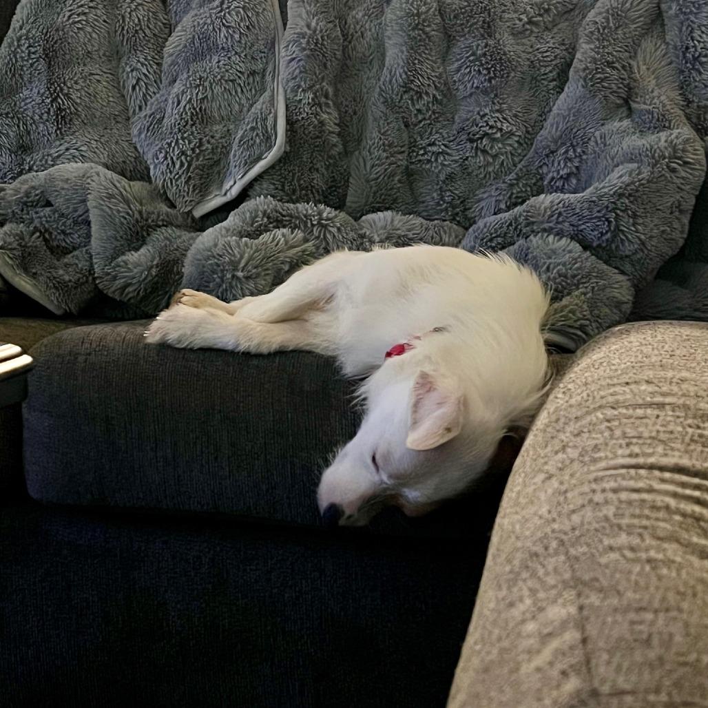 Cranberry Sauce thumbnail 5