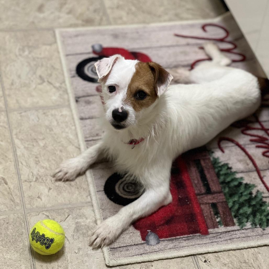 Cranberry Sauce thumbnail 6