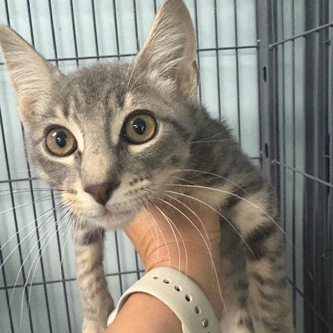 Enlarge Roy (26-5927), a Adoptable Domestic Short Hair in Fort Smith, AR image 1/1
