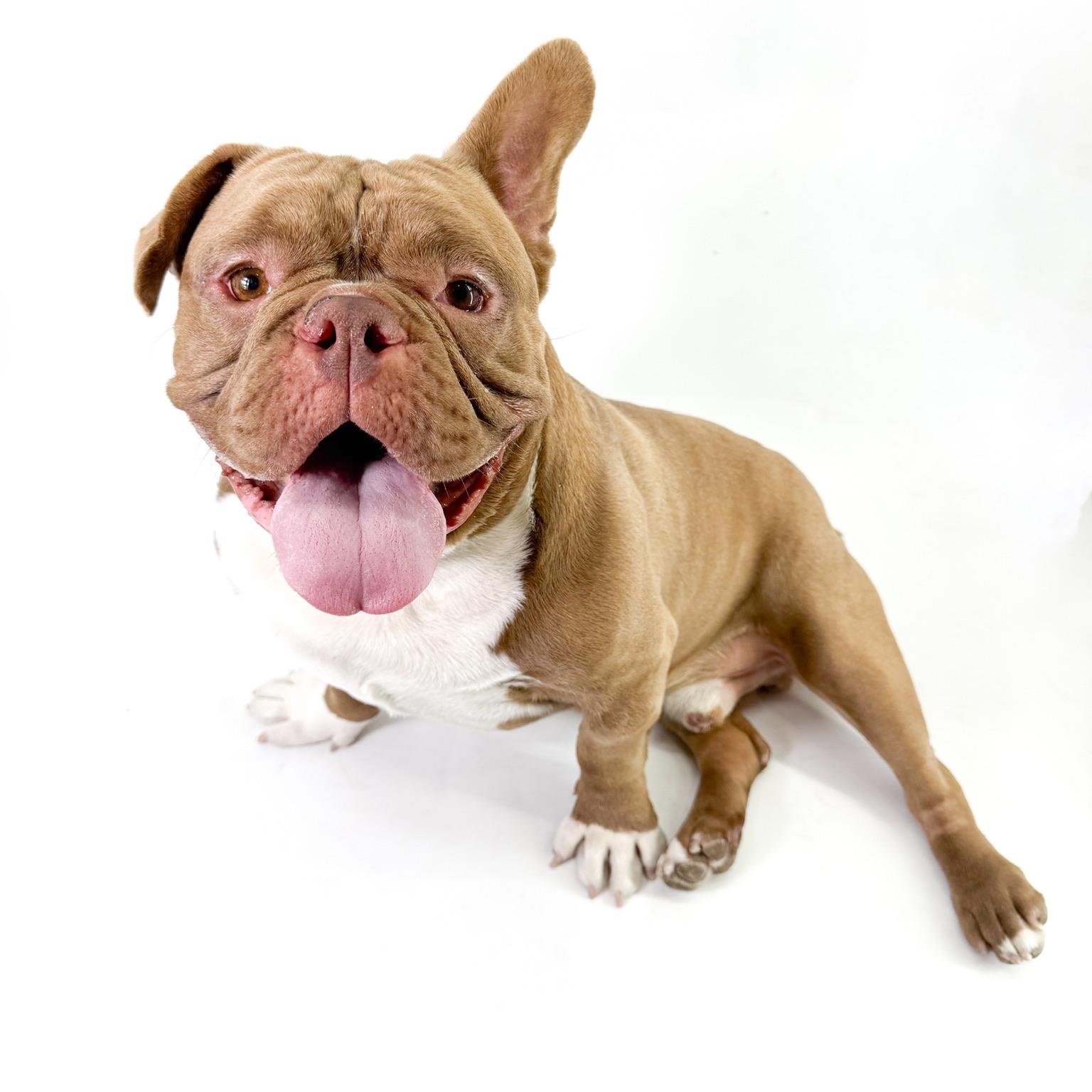 Enlarge Will, a ADOPTABLE American Bully in Scottsdale, AZ image 4/4