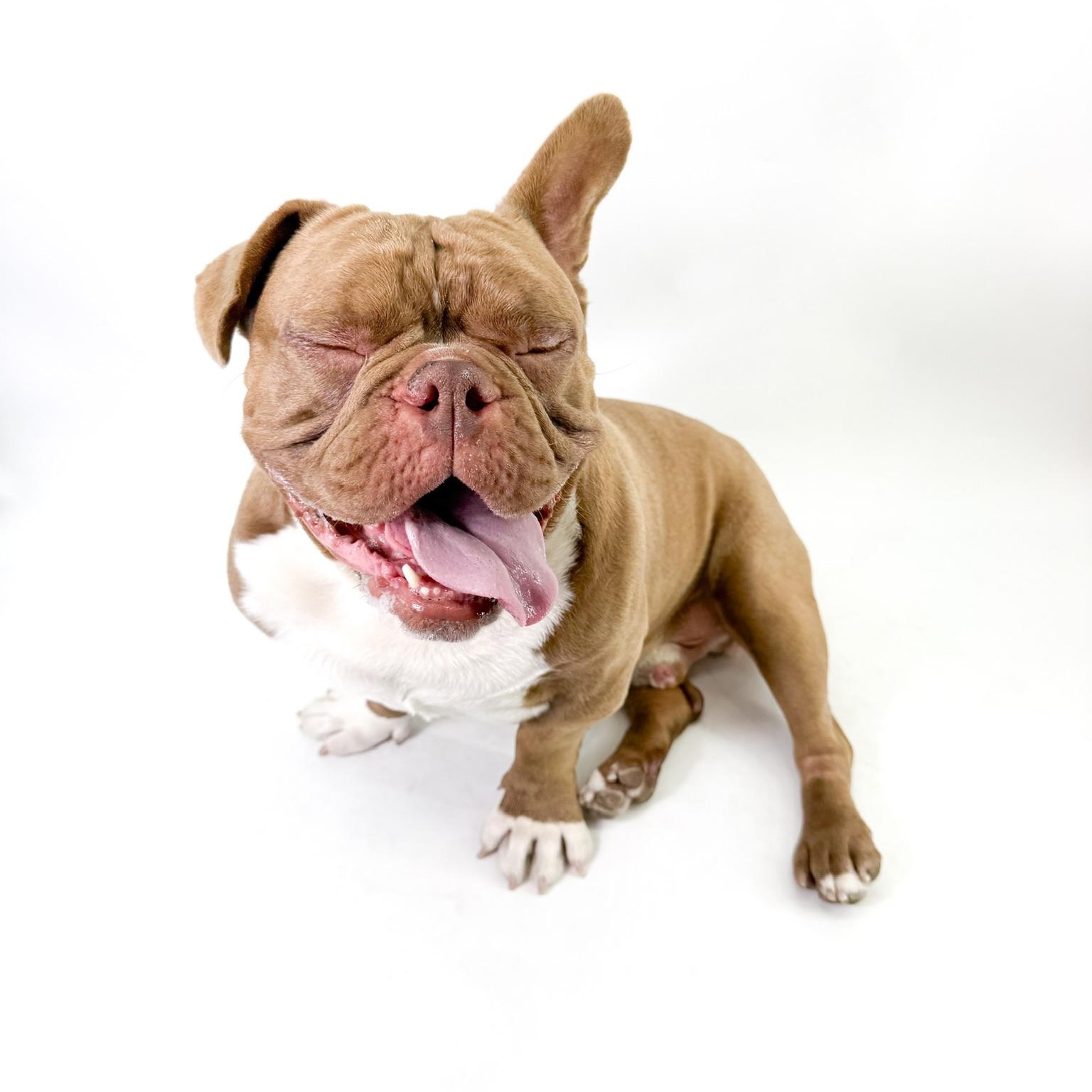 Enlarge Will, a ADOPTABLE American Bully in Scottsdale, AZ image 3/4